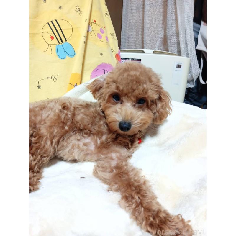 販売中の愛媛県のタイニープードル-367424の2枚目