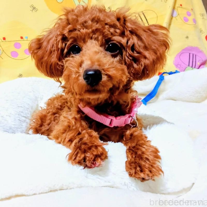 販売中の愛媛県のタイニープードル-405939