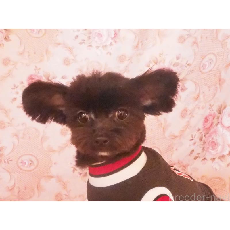 販売中の岡山県のチワプー:チワワ×トイプードル-429361の3枚目