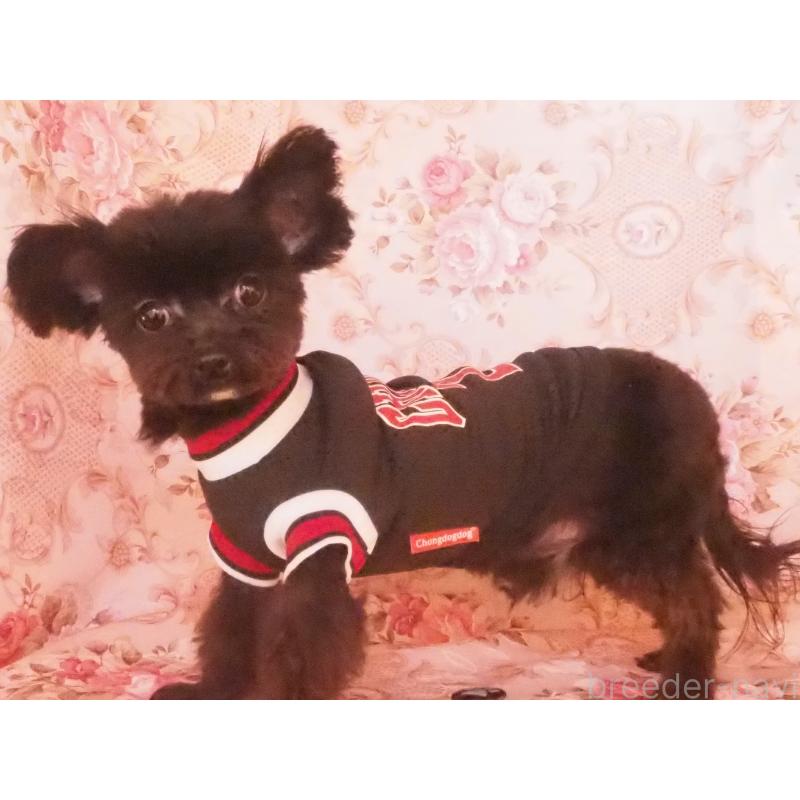 販売中の岡山県のチワプー:チワワ×トイプードル-429361の2枚目