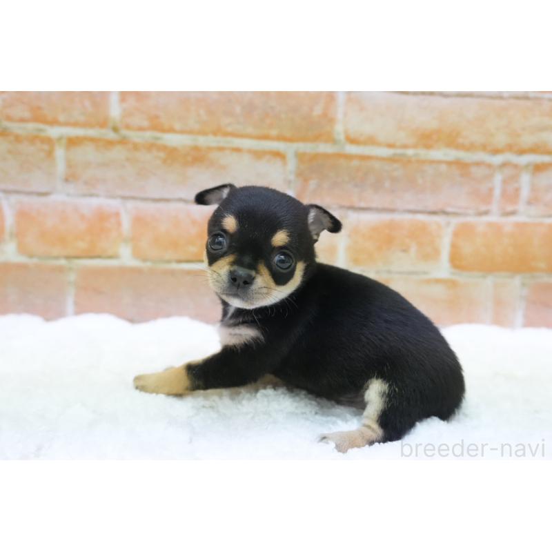 販売中の愛知県のチワワ(スムースコート)-429360の6枚目