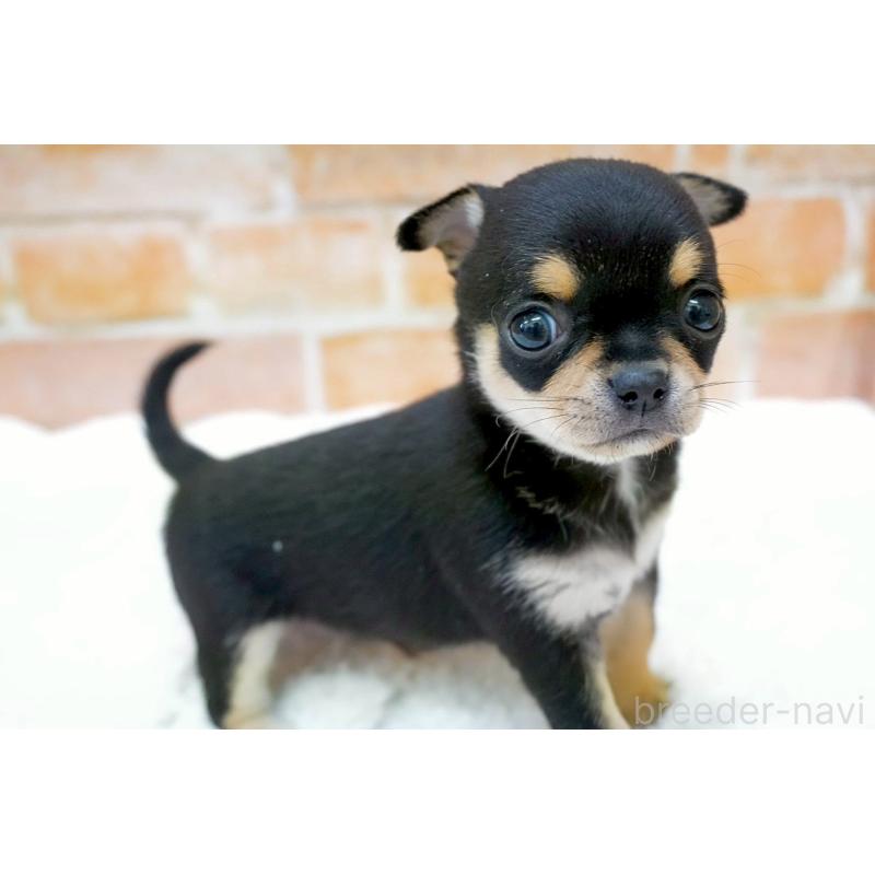 販売中の愛知県のチワワ(スムースコート)-429360の5枚目