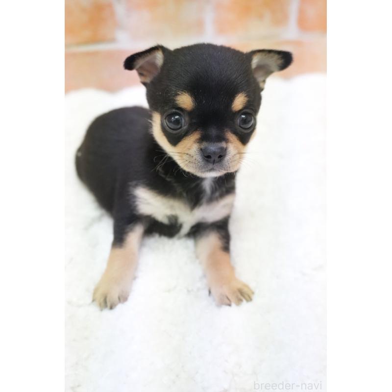 販売中の愛知県のチワワ(スムースコート)-429360の4枚目