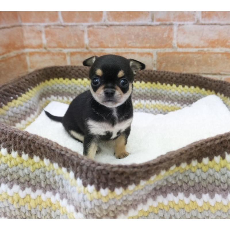 販売中の愛知県のチワワ(スムースコート)-429360の3枚目