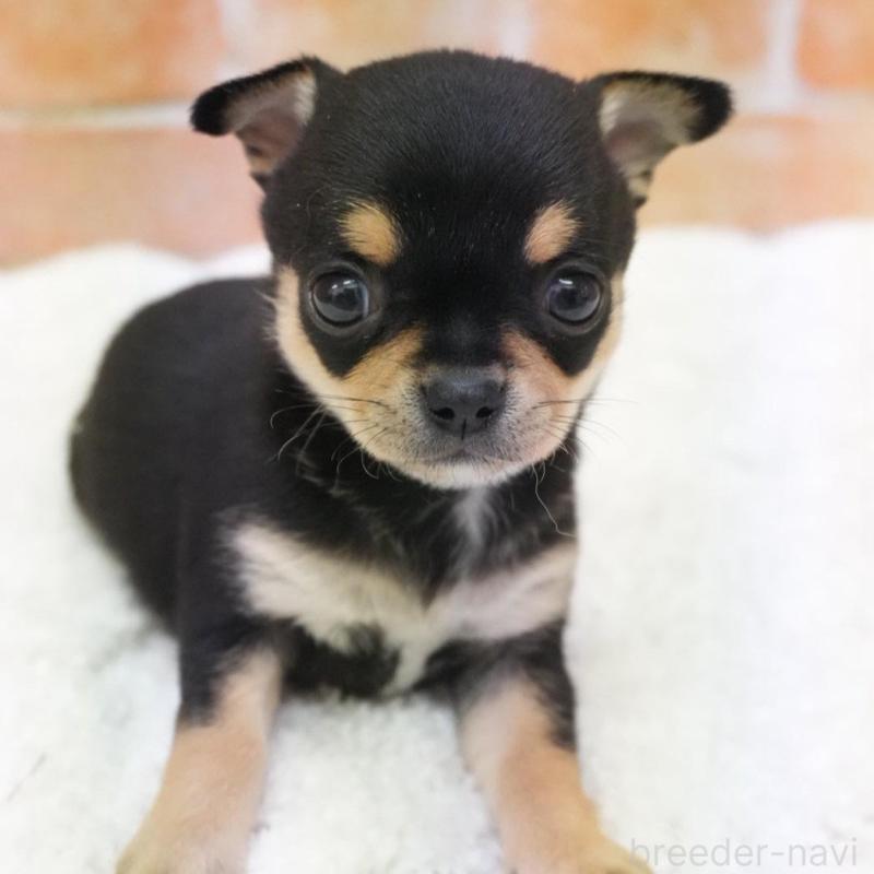 販売中の愛知県のチワワ(スムースコート)-429360