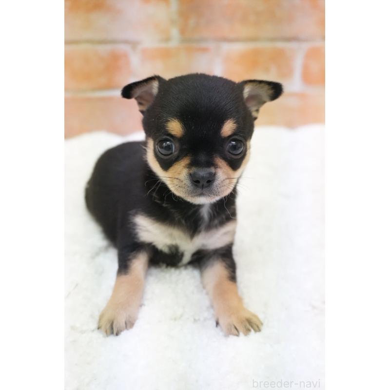 販売中の愛知県のチワワ(スムースコート)-429360の2枚目