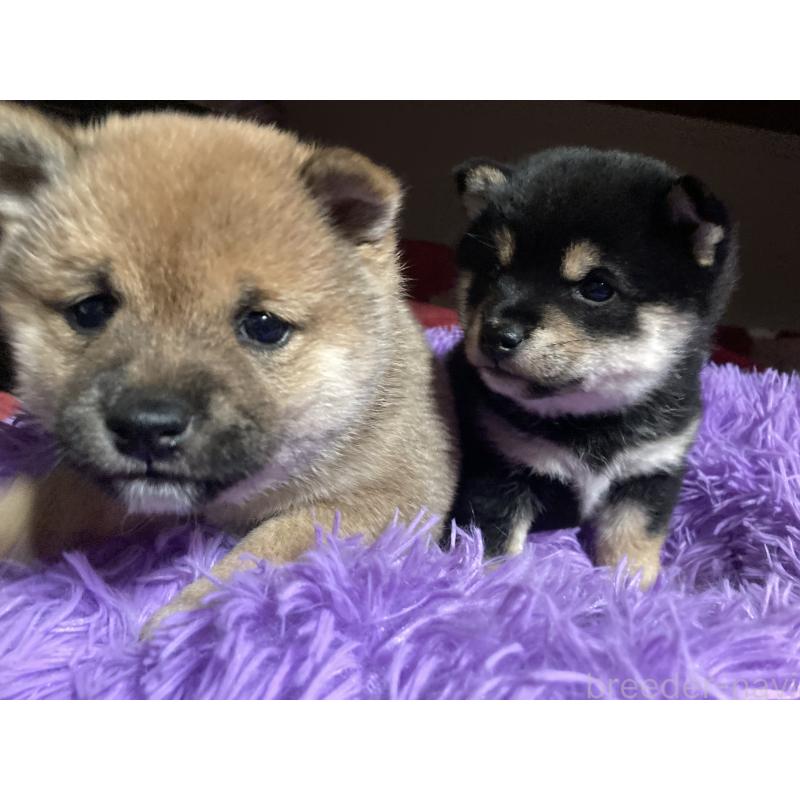 販売中の福岡県の豆柴-429362の6枚目