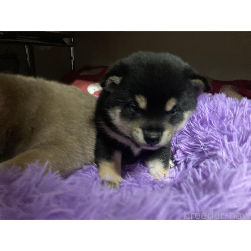 販売中の福岡県の豆柴-429362の5枚目