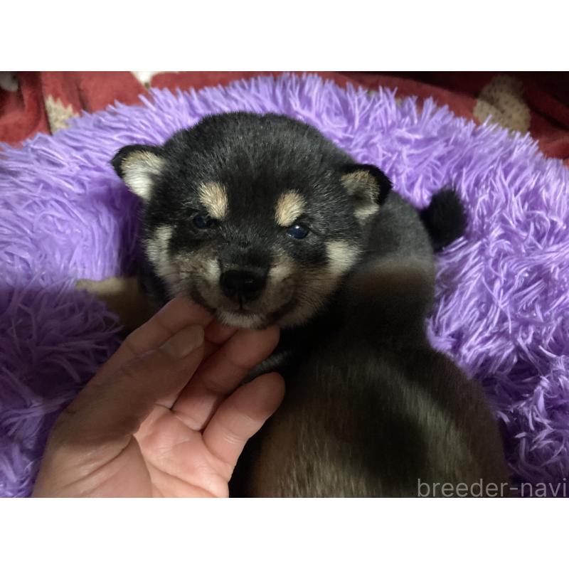 販売中の福岡県の豆柴-429362の4枚目