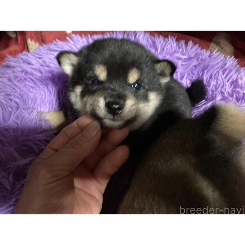 販売中の福岡県の豆柴-429362の3枚目