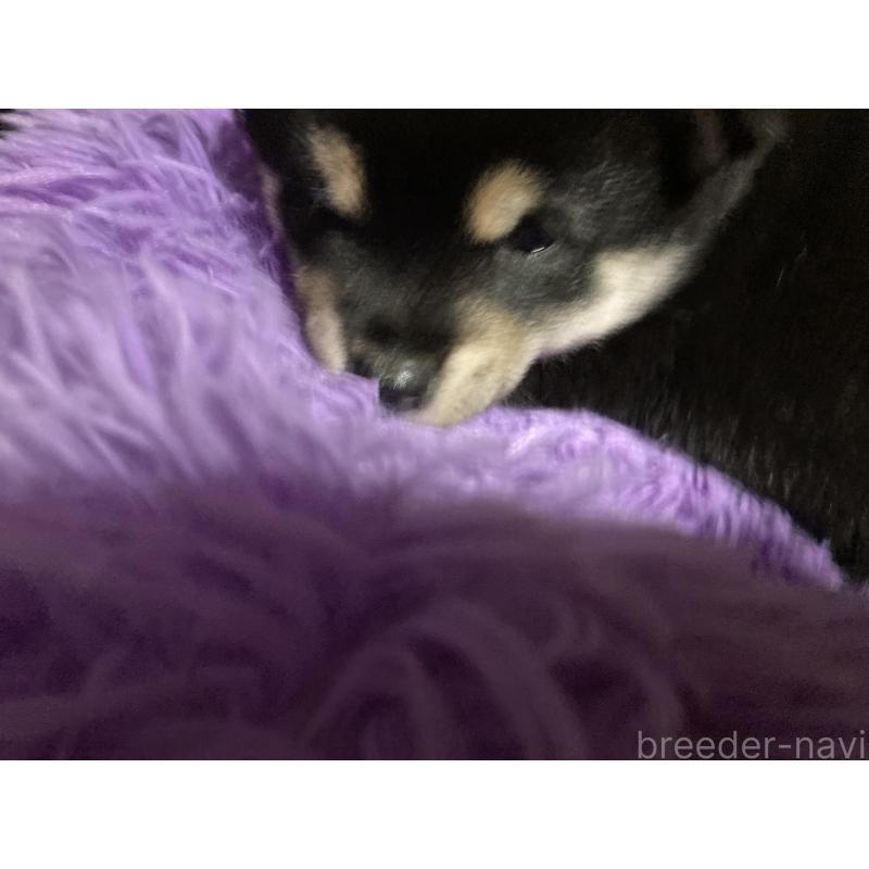 販売中の福岡県の豆柴-429362の2枚目