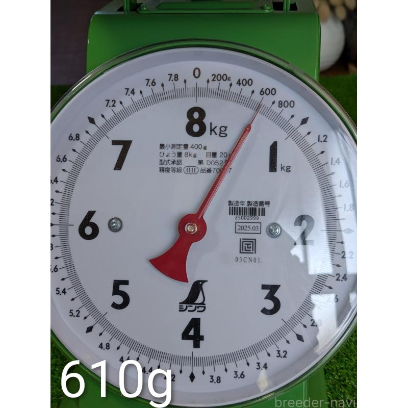 販売中の鹿児島県の豆柴-428239の5枚目