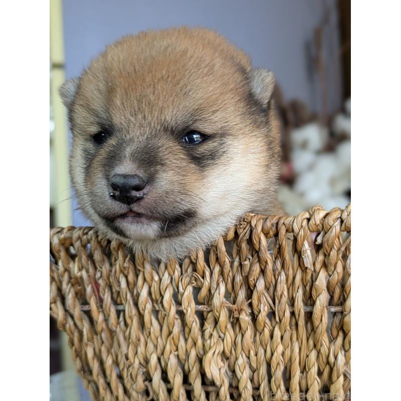 販売中の鹿児島県の豆柴-428239の4枚目