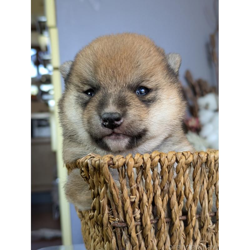 販売中の鹿児島県の豆柴-428239の3枚目