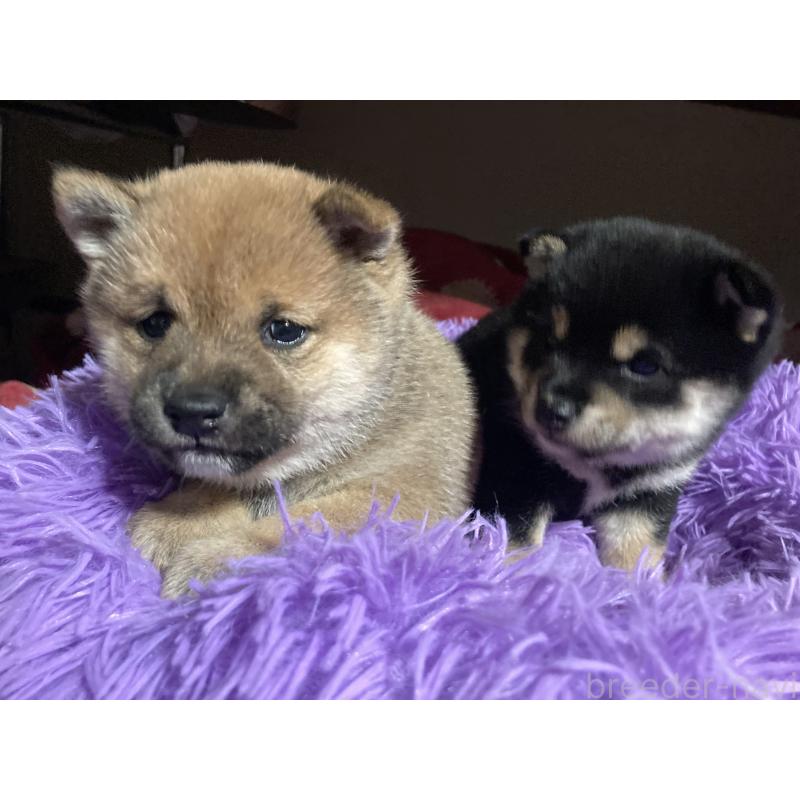 販売中の福岡県の豆柴-429363の5枚目