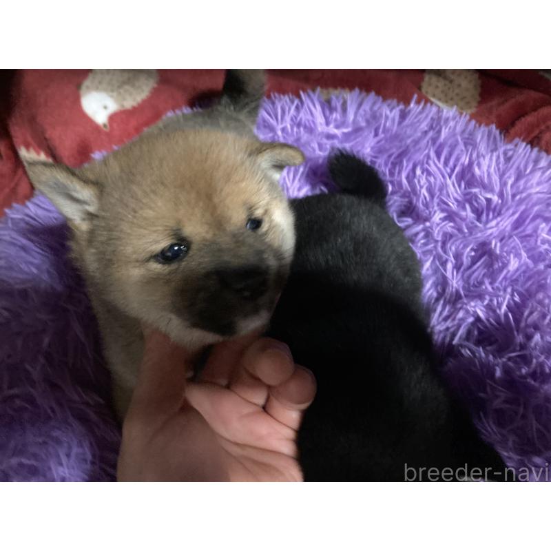 販売中の福岡県の豆柴-429363の3枚目