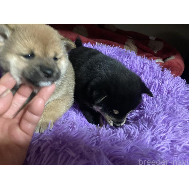 販売中の福岡県の豆柴-429363の2枚目