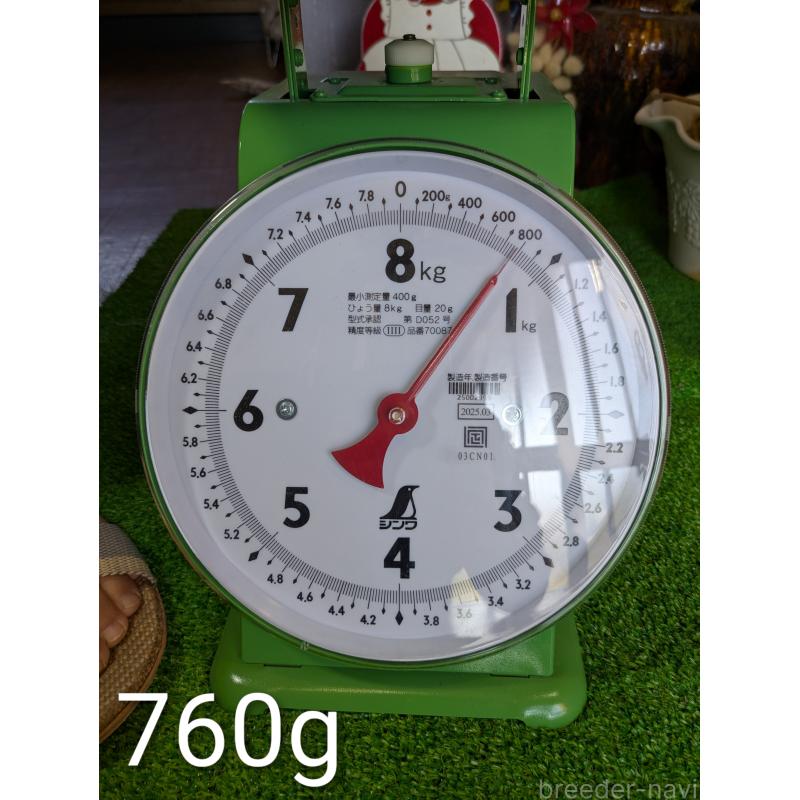 販売中の鹿児島県の豆柴-428460の6枚目