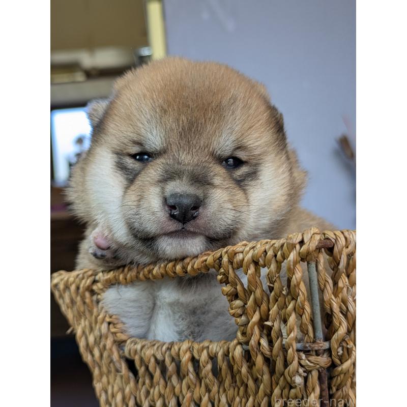 販売中の鹿児島県の豆柴-428460の5枚目