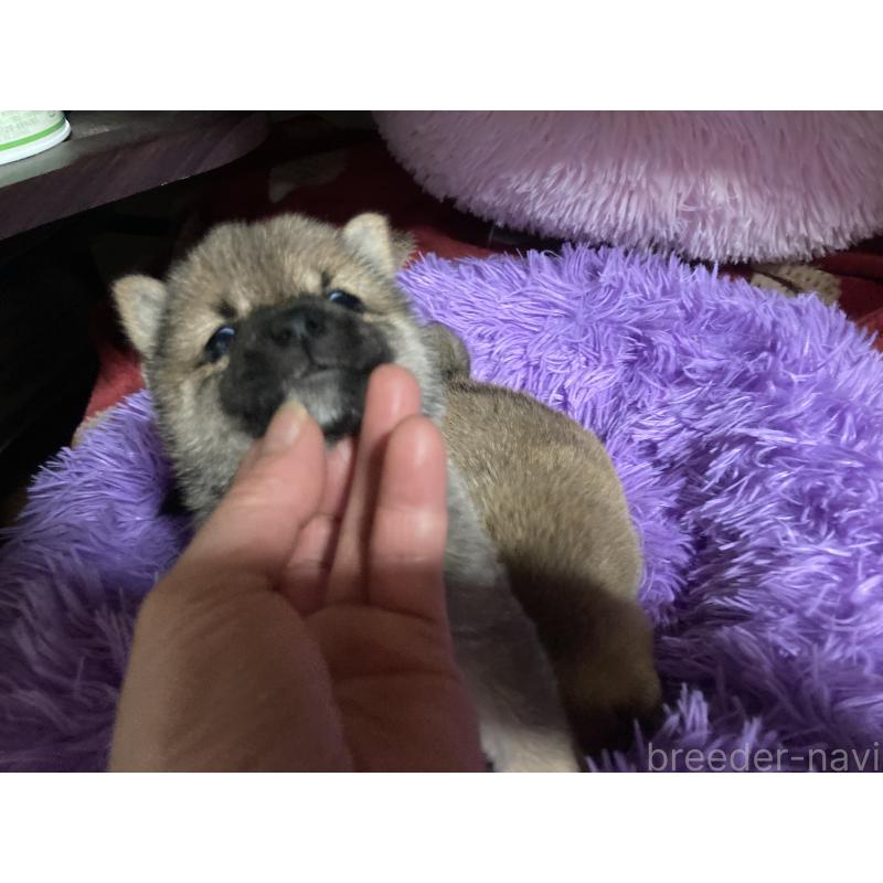 販売中の福岡県の豆柴-429365の8枚目