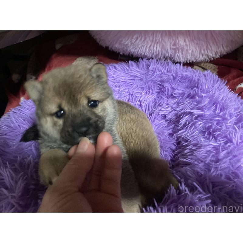 販売中の福岡県の豆柴-429365の7枚目