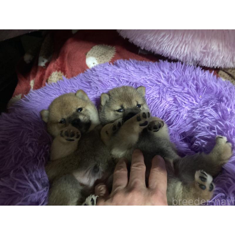 販売中の福岡県の豆柴-429365の6枚目