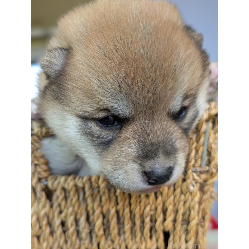 販売中の鹿児島県の豆柴-428460の4枚目