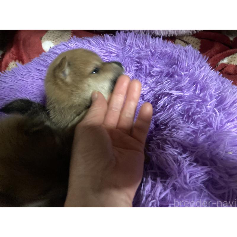 販売中の福岡県の豆柴-429365の5枚目