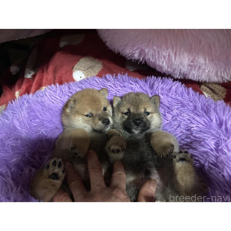 販売中の福岡県の豆柴-429365の4枚目