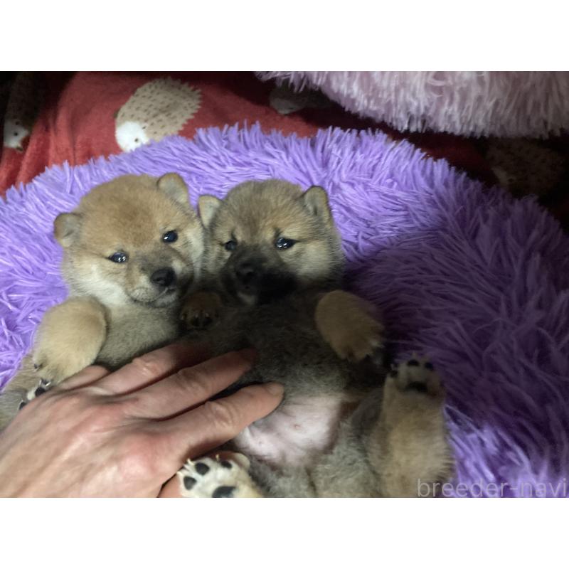 販売中の福岡県の豆柴-429365の3枚目