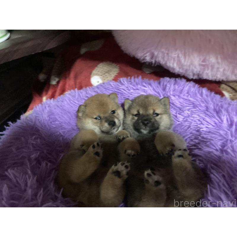 販売中の福岡県の豆柴-429365の2枚目