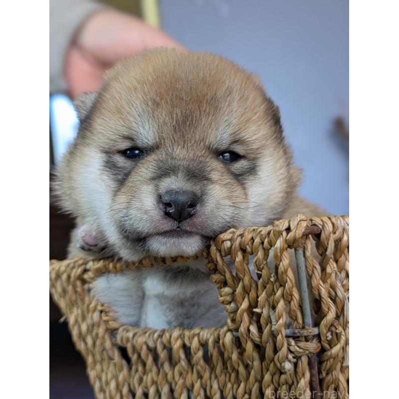 販売中の鹿児島県の豆柴-428460の3枚目