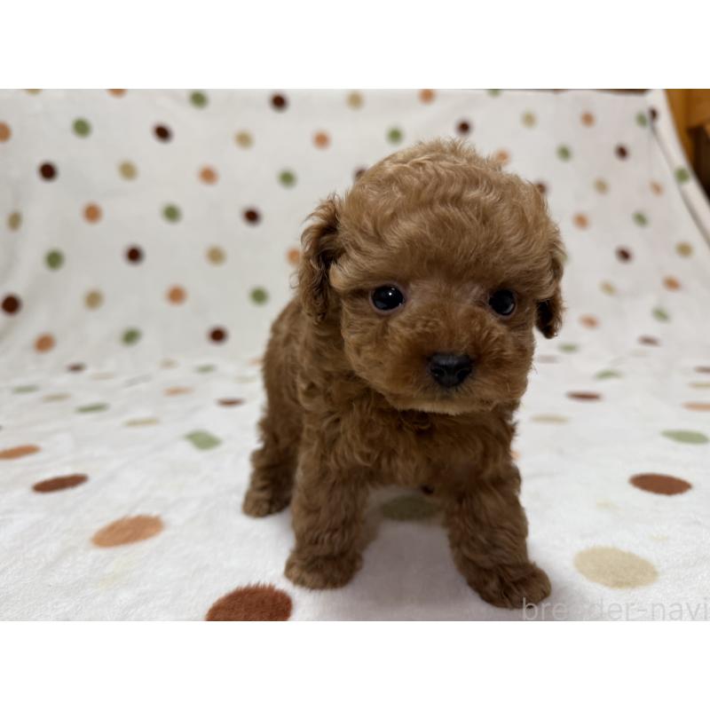 販売中の岐阜県のトイプードル-429364の5枚目