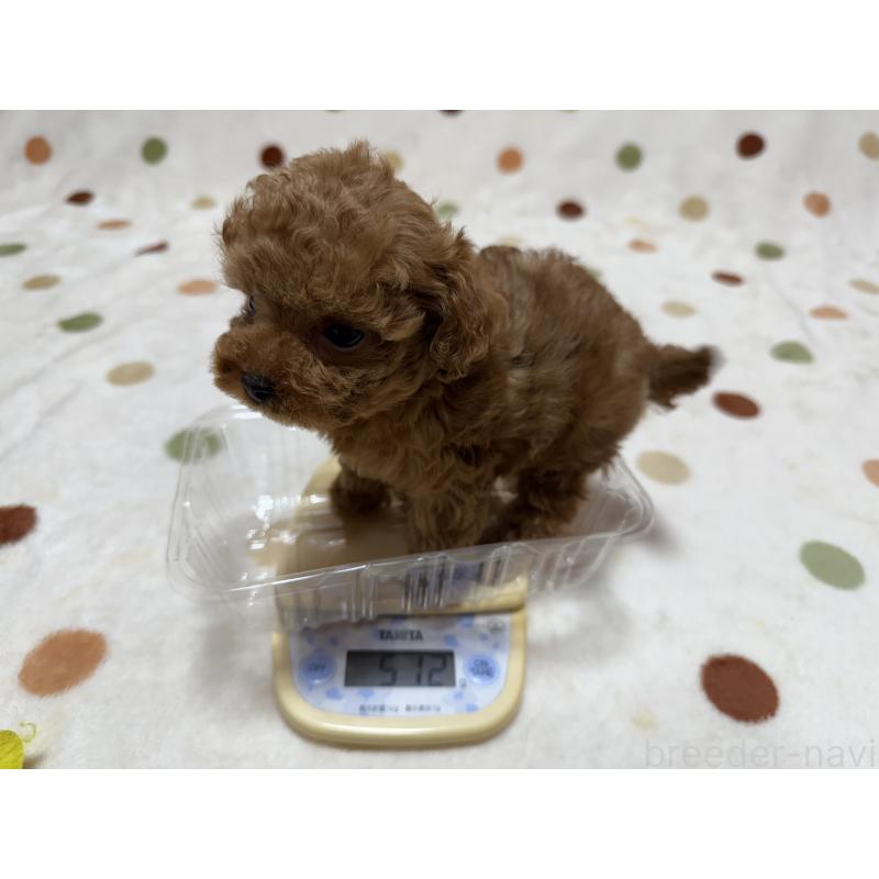 販売中の岐阜県のトイプードル-429364の4枚目