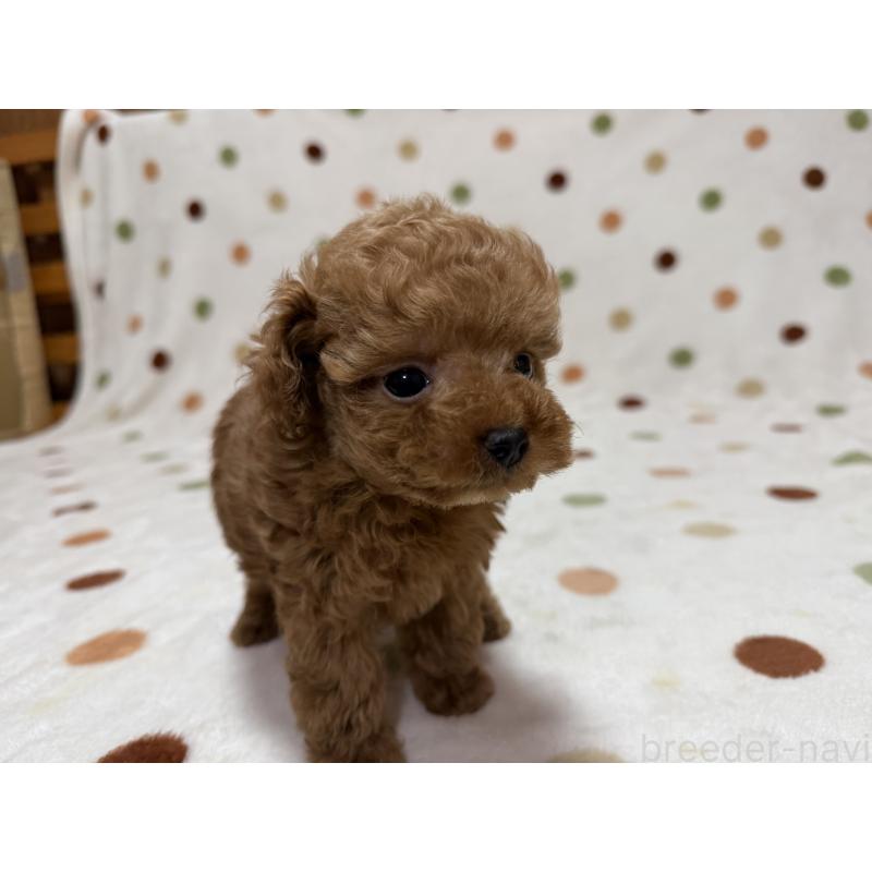 販売中の岐阜県のトイプードル-429364の3枚目