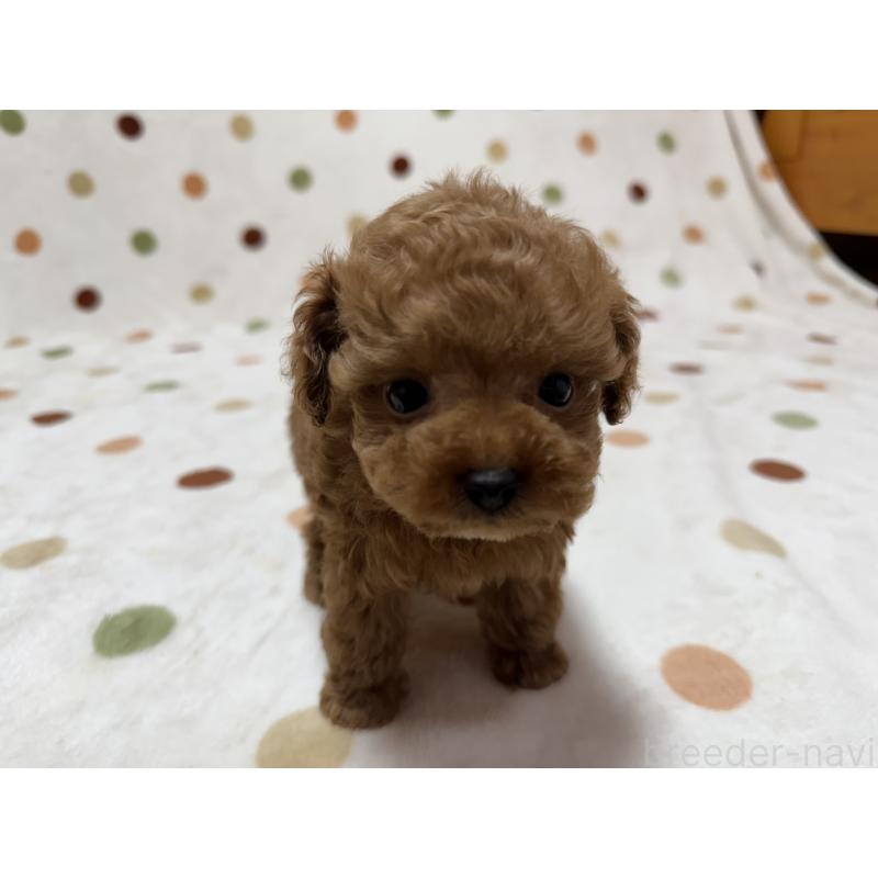 販売中の岐阜県のトイプードル-429364の2枚目