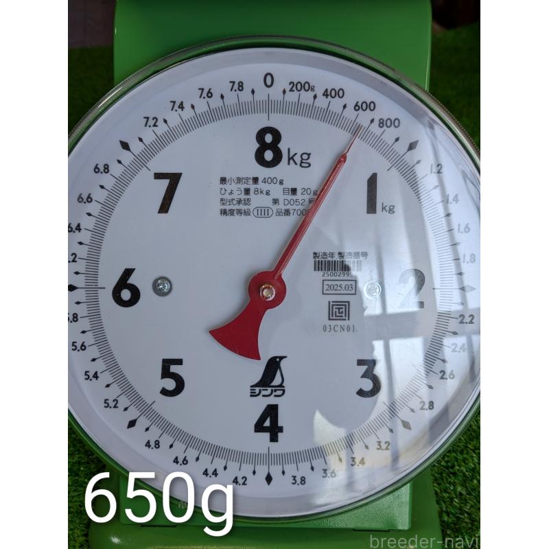 販売中の鹿児島県の豆柴-428236の7枚目