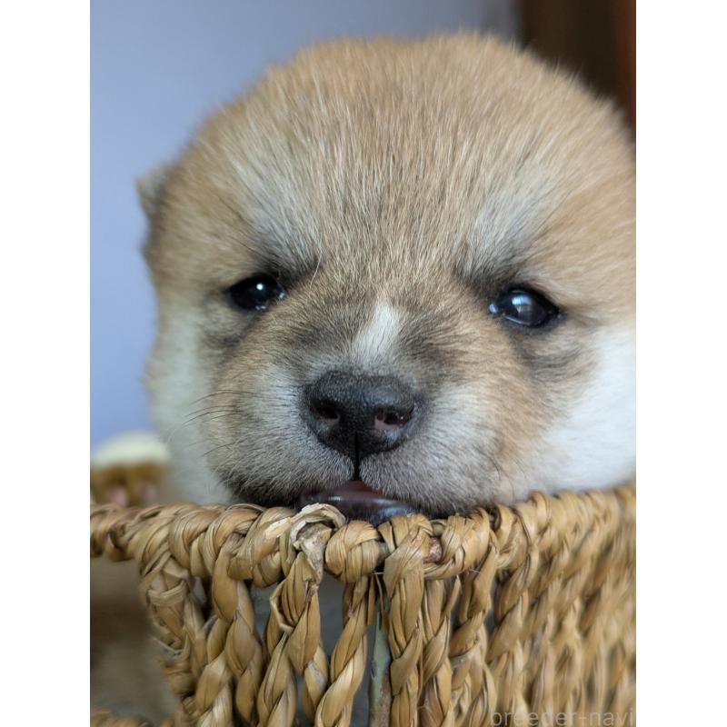 販売中の鹿児島県の豆柴-428236の6枚目