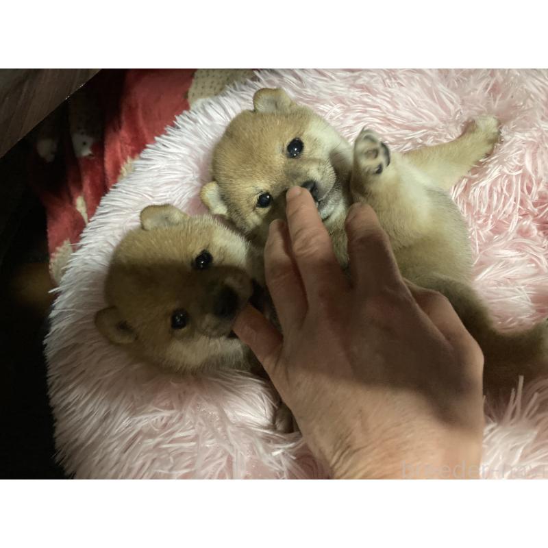 販売中の福岡県の豆柴-429366の7枚目