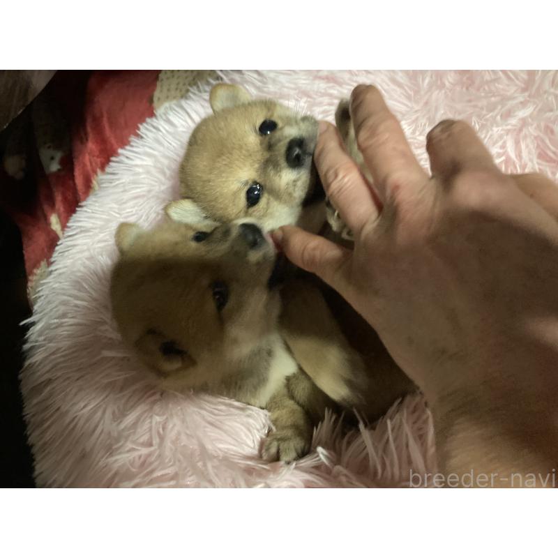 販売中の福岡県の豆柴-429366の6枚目