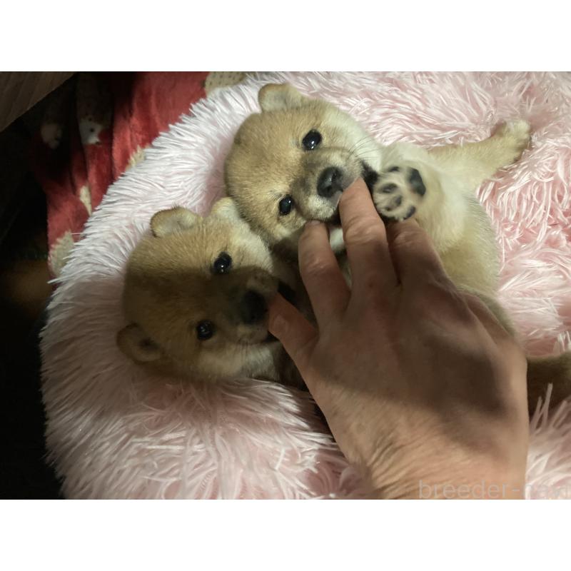 販売中の福岡県の豆柴-429366の5枚目