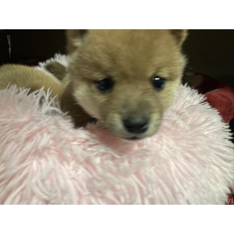 販売中の福岡県の豆柴-429366の4枚目