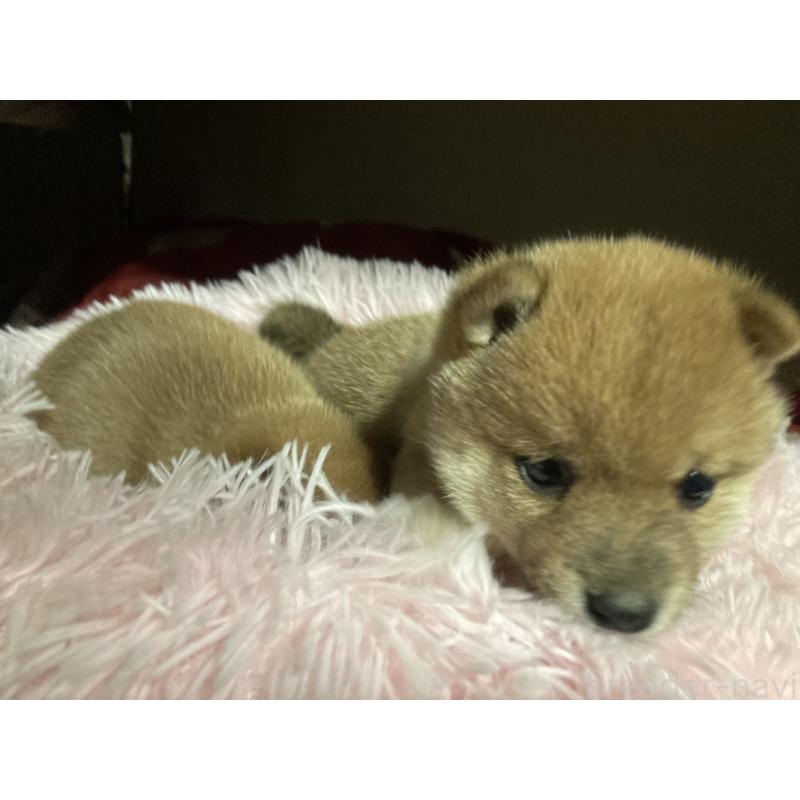 販売中の福岡県の豆柴-429366の3枚目