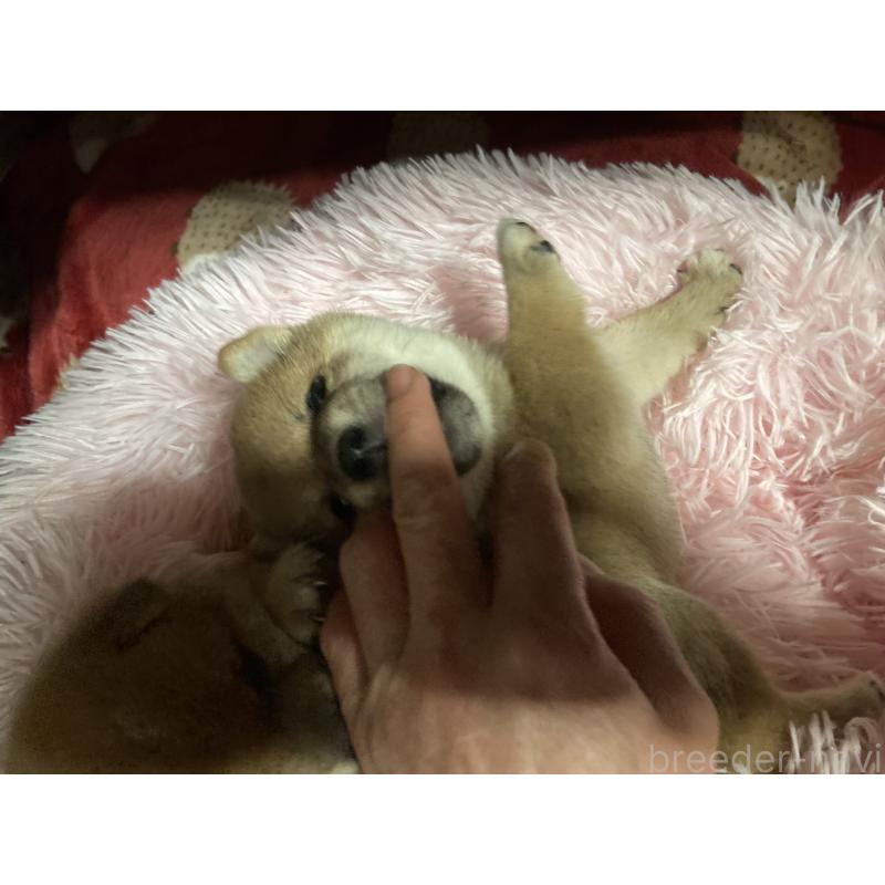 販売中の福岡県の豆柴-429366の2枚目