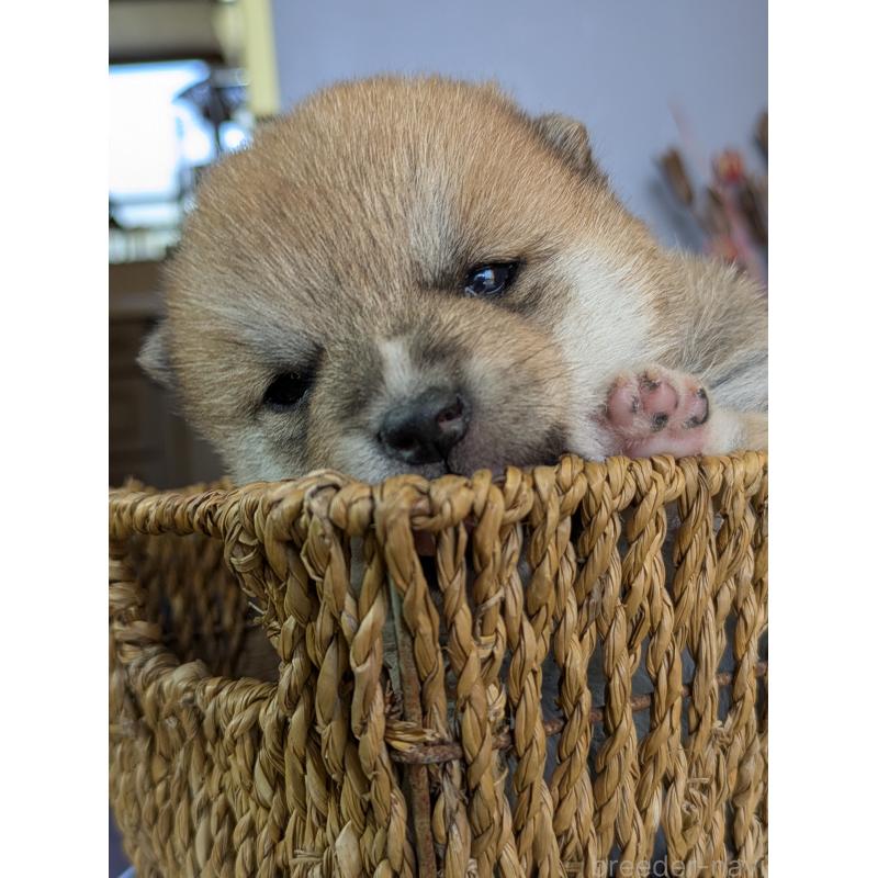 販売中の鹿児島県の豆柴-428236の5枚目