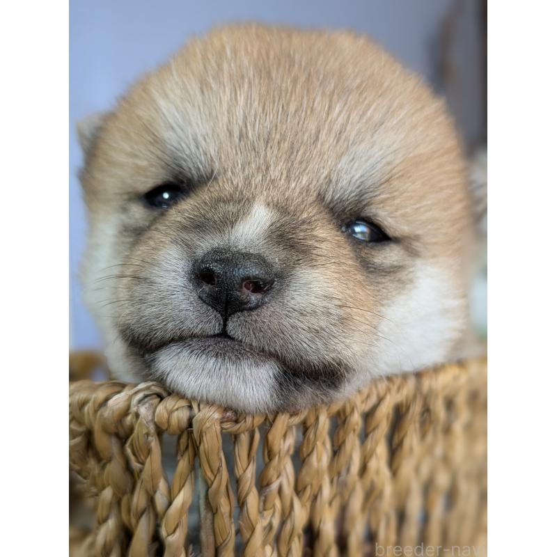 販売中の鹿児島県の豆柴-428236の4枚目