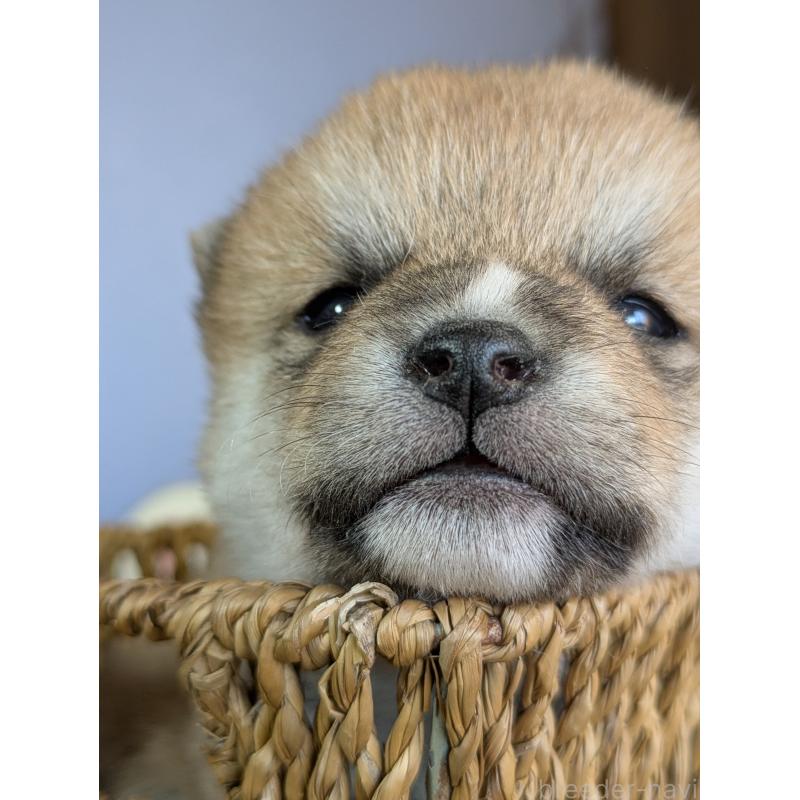 販売中の鹿児島県の豆柴-428236の3枚目