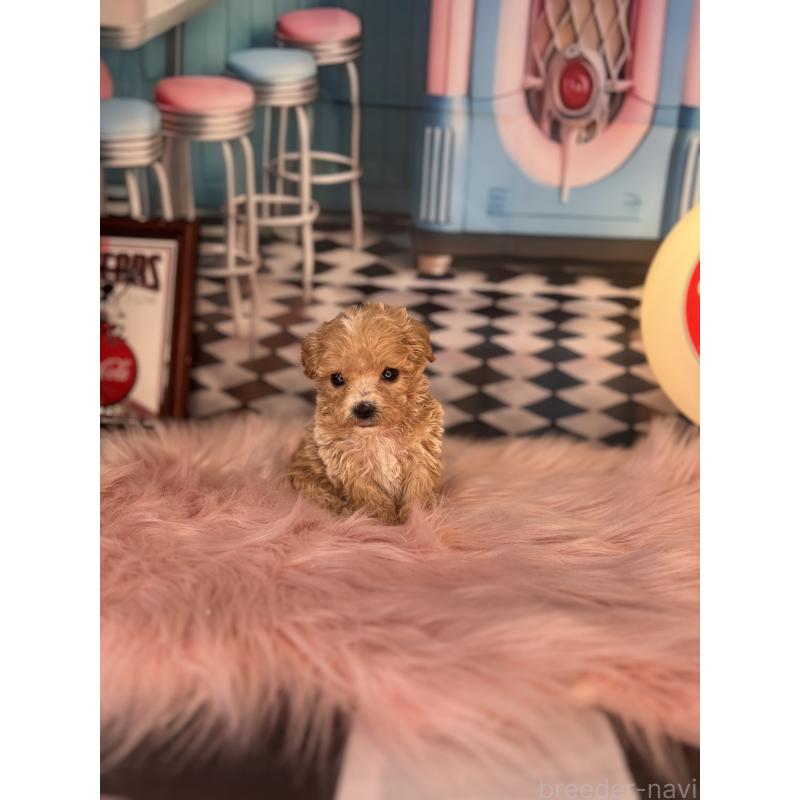 販売中の愛知県のビションプー:ビションフリーゼ×トイプードル-429371の2枚目