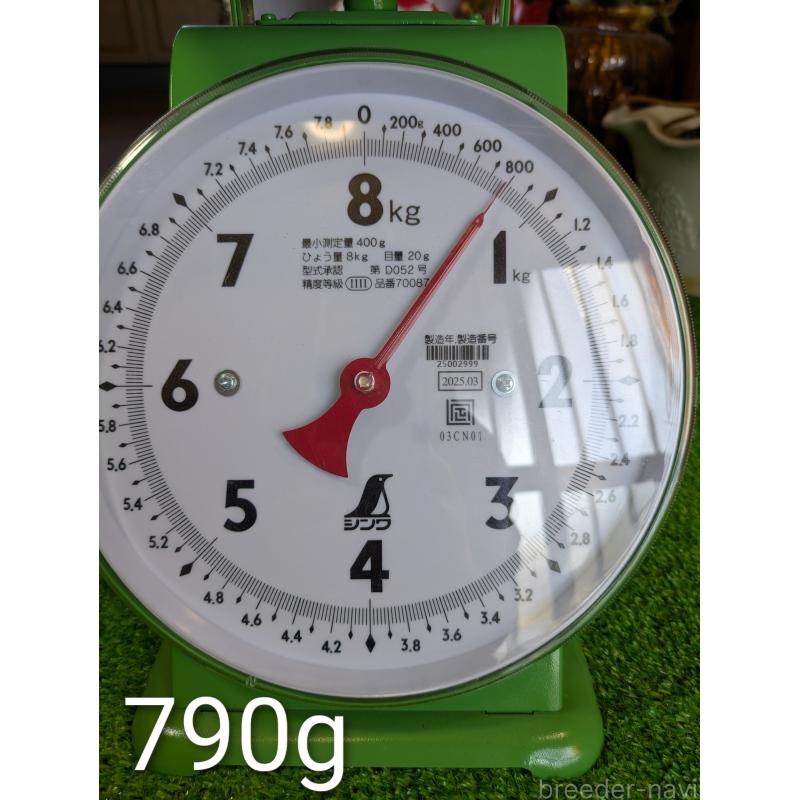 販売中の鹿児島県の豆柴-428195の5枚目