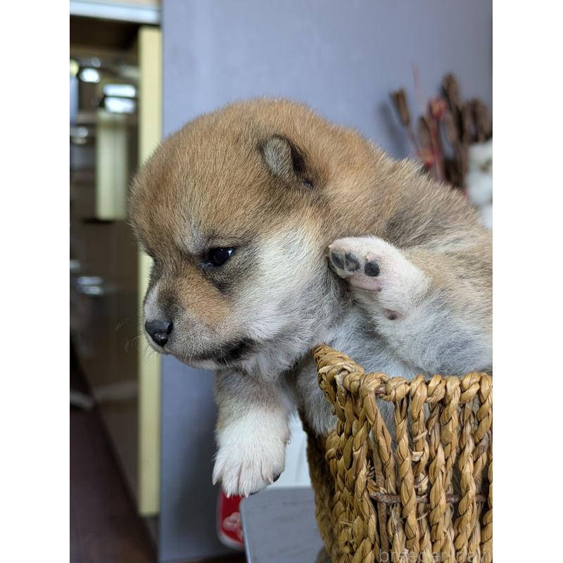 販売中の鹿児島県の豆柴-428195の4枚目